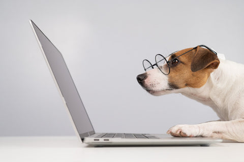 Dog wearing glasses and working on laptop