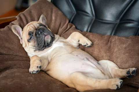 French Bulldog lying on sofa