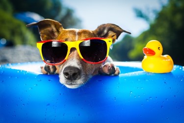 Dog in pool on floatie with rubber duck