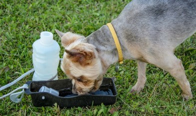 Small dog drinking water