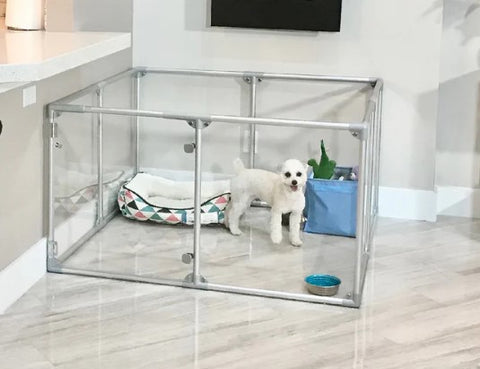 Small dog in clear playpen