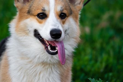 Corgi Dog panting from heat