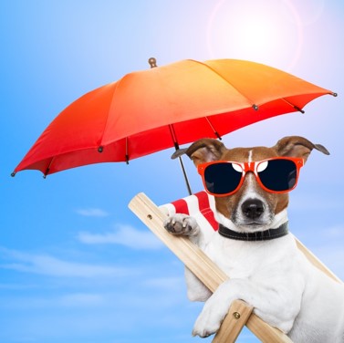 Dog with umbrella and sunglasses