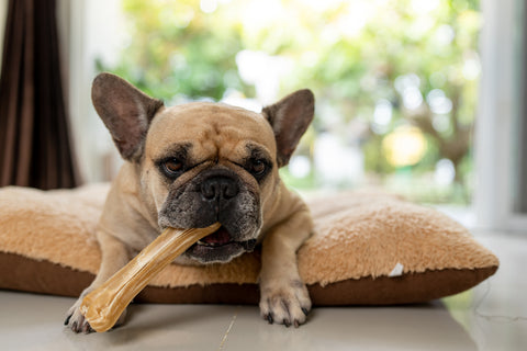 Frenchy puppy with chewy bone