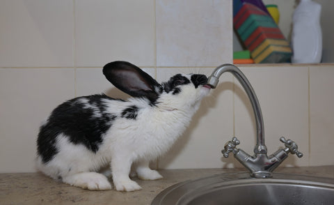 Rabbit getting a drink from a water faucet.