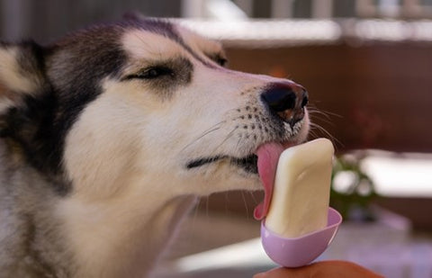 Dog licking cool treat