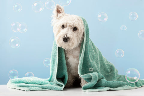 Dog covered by towel after a bath