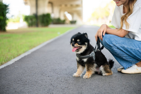 Small dog wearing harness