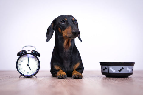 Dachshund dog with clock