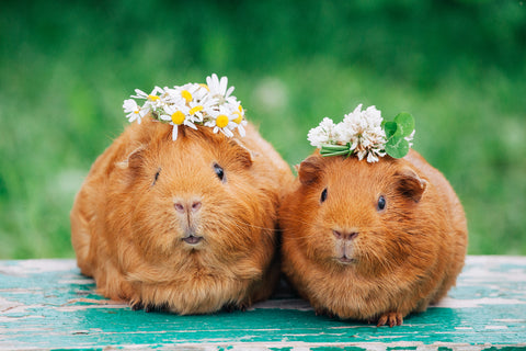 Pair of guinea pigs with flowers on their heads