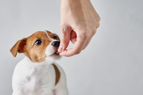 Puppy getting a hand fed treat