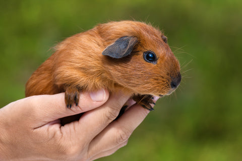 Guinea pig in a human hand