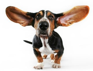 Dog with huge ears