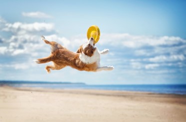 Dog catching Frisbee