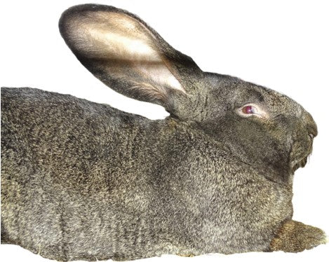 Gray rabbit with huge ears