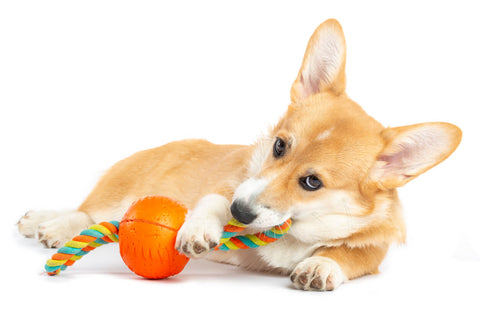 Corgi dog with chew toy