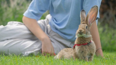 Large brown rabbit on lawn with owner