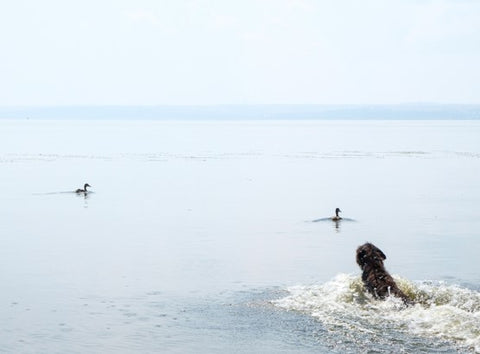 Dog Swimming after ducks