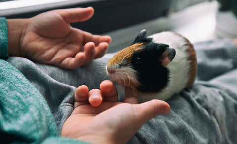 Guinea pig on a person's lap
