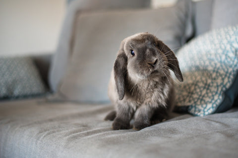 Small gray house rabbit